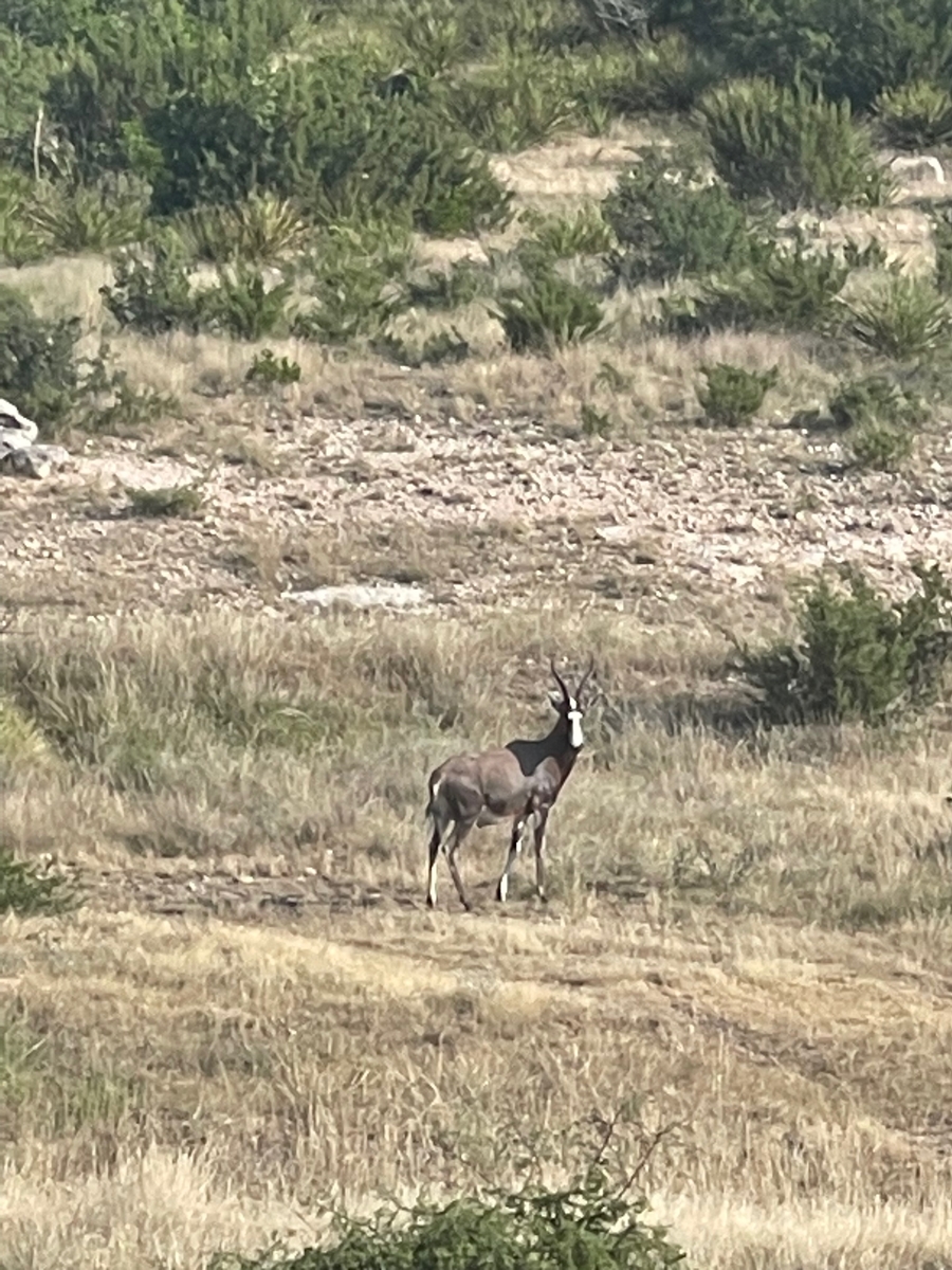 Blesbok Blesbok