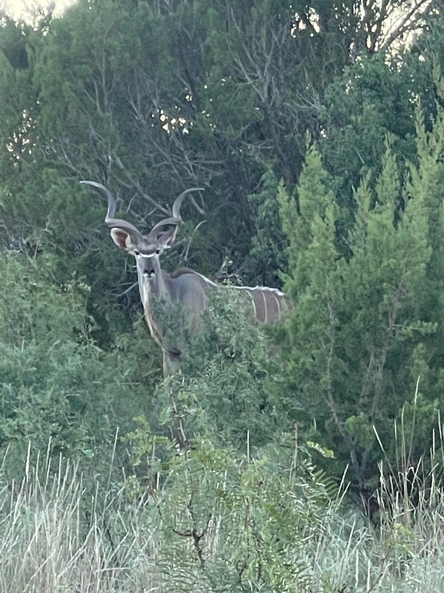 Kudu Kudu
