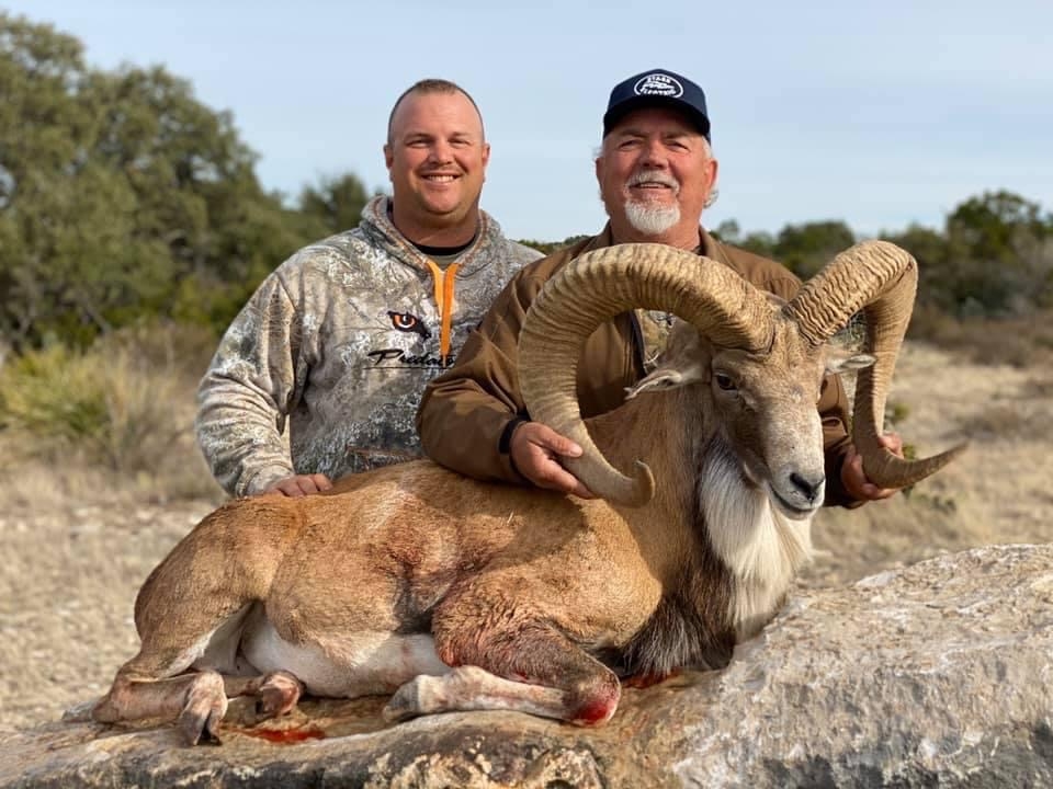 Transcaspian Urial Transcaspian Urial