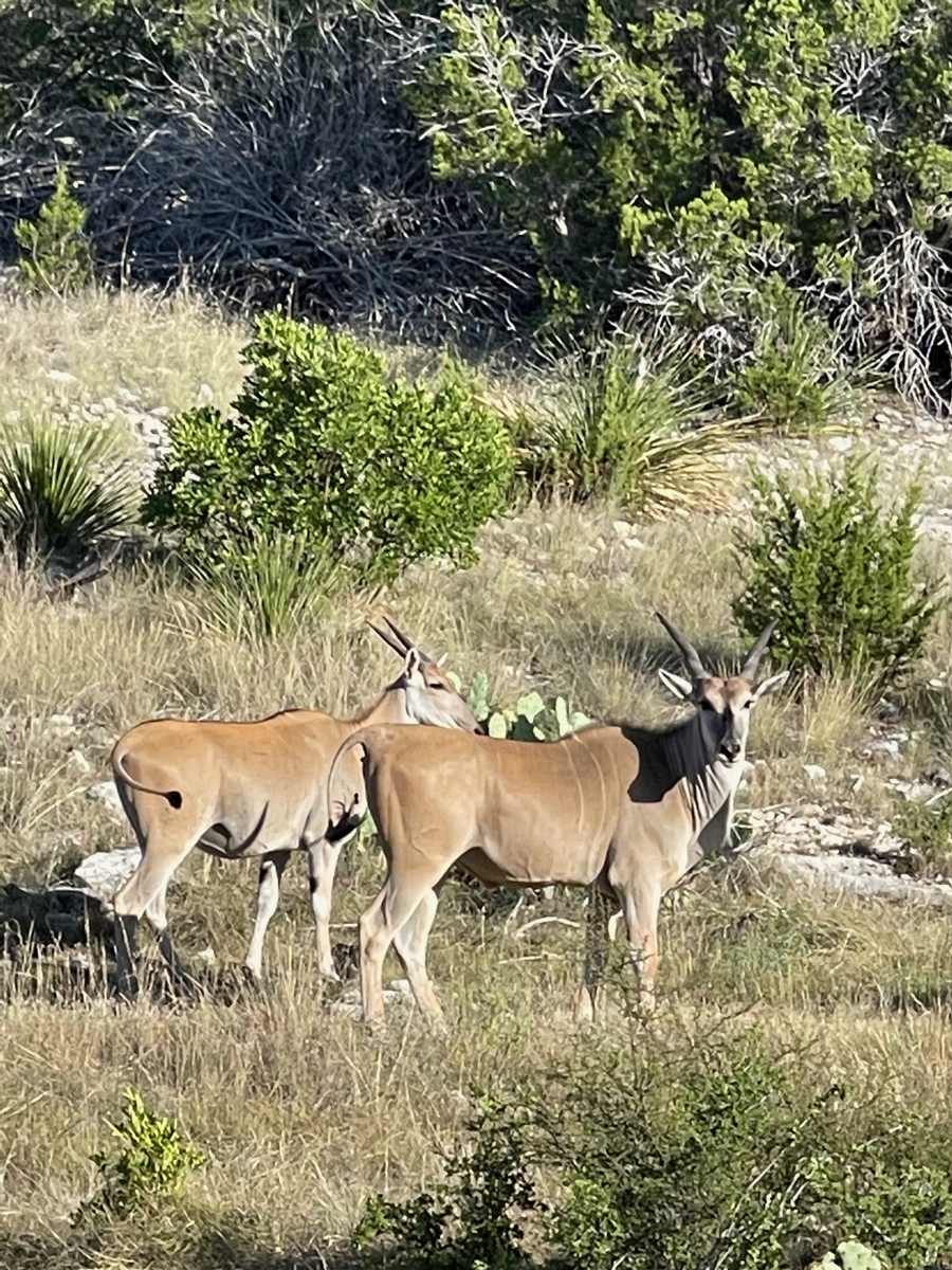 Eland Eland