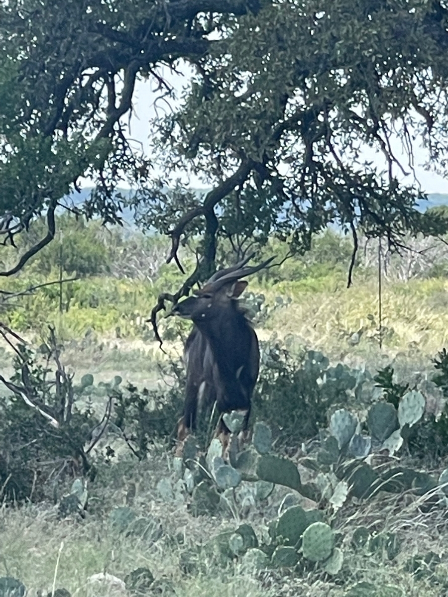 Nyala Nyala